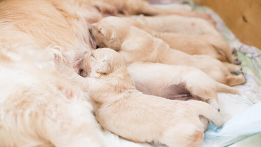 Weaning on sale of puppies